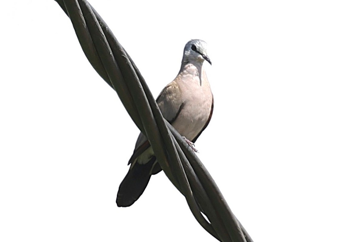 hrdlička volavá - ML646451096