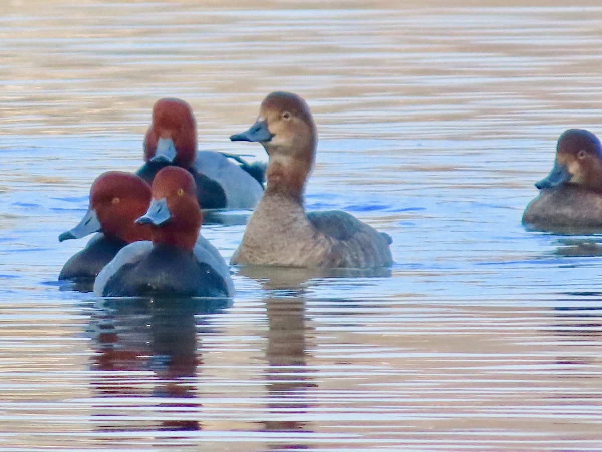 צולל אמריקני - ML646451111