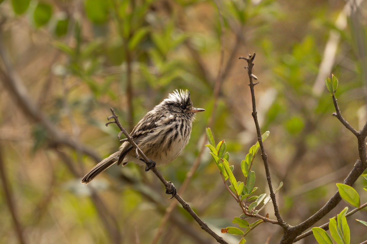 Торілон рогатий - ML646451112