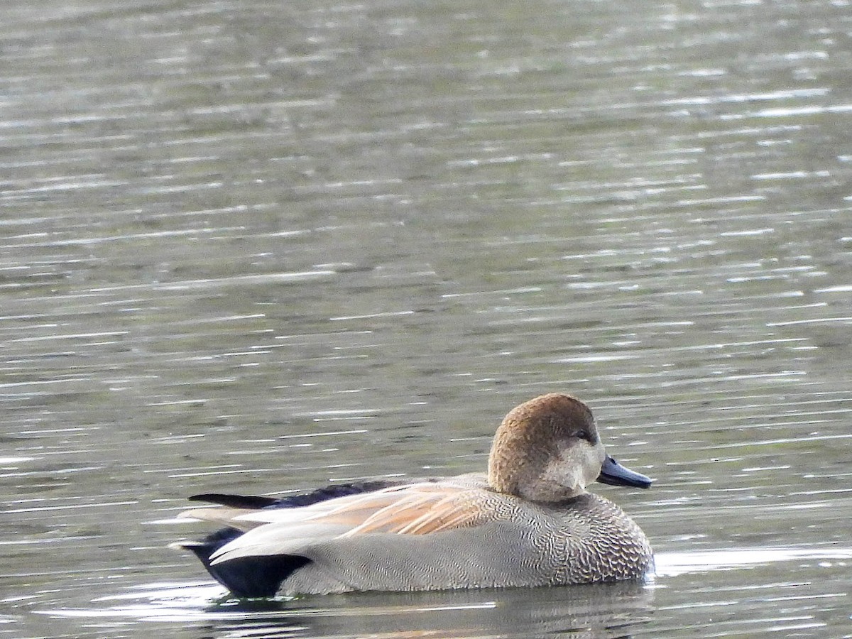 Gadwall - ML646451116