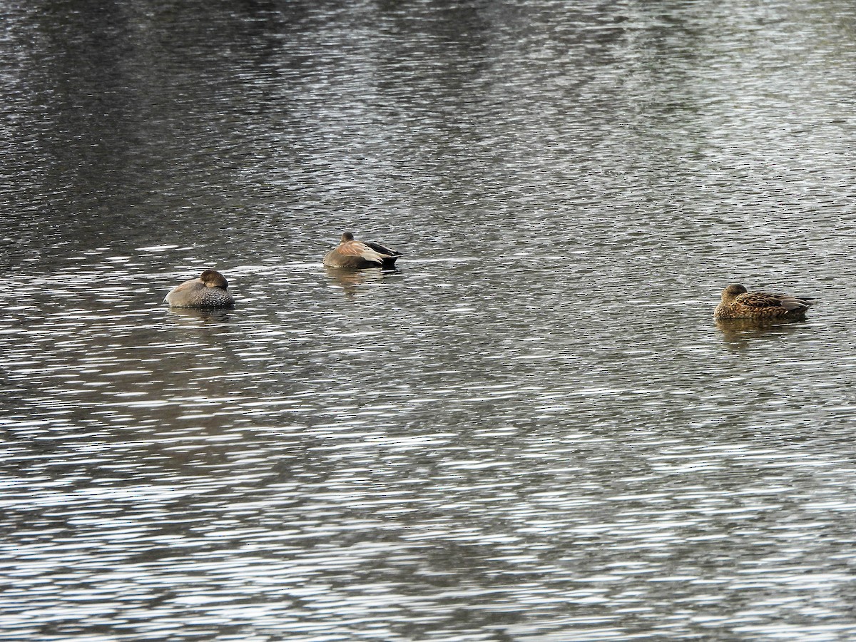 Gadwall - ML646451118