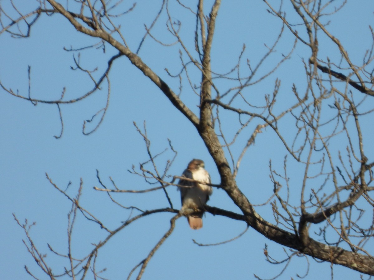 アカオノスリ - ML646451127