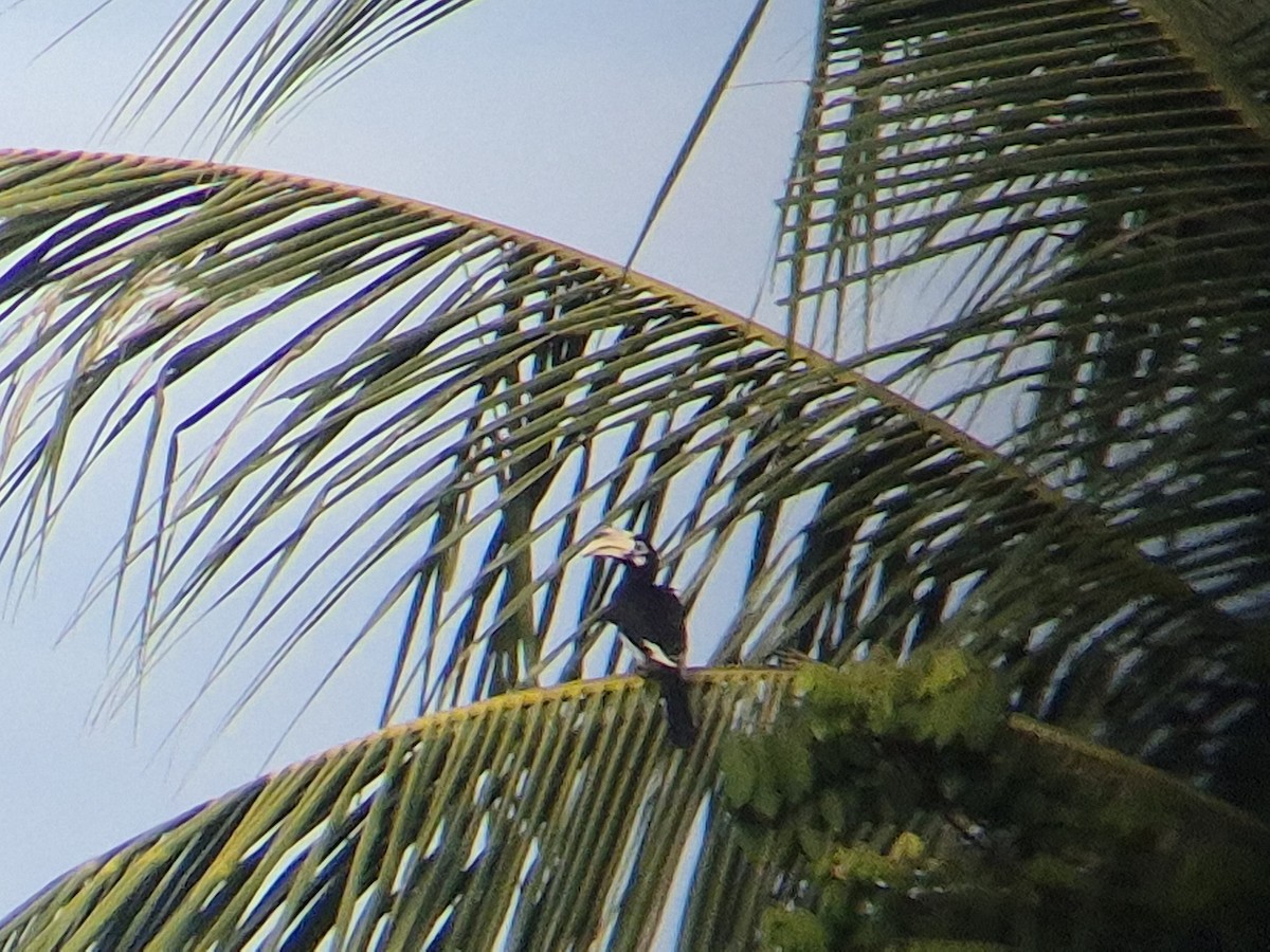 Oriental Pied-Hornbill - ML646451131