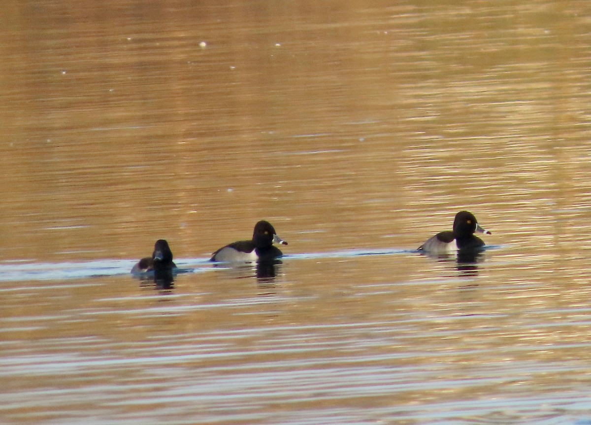 צולל צווארון - ML646451132