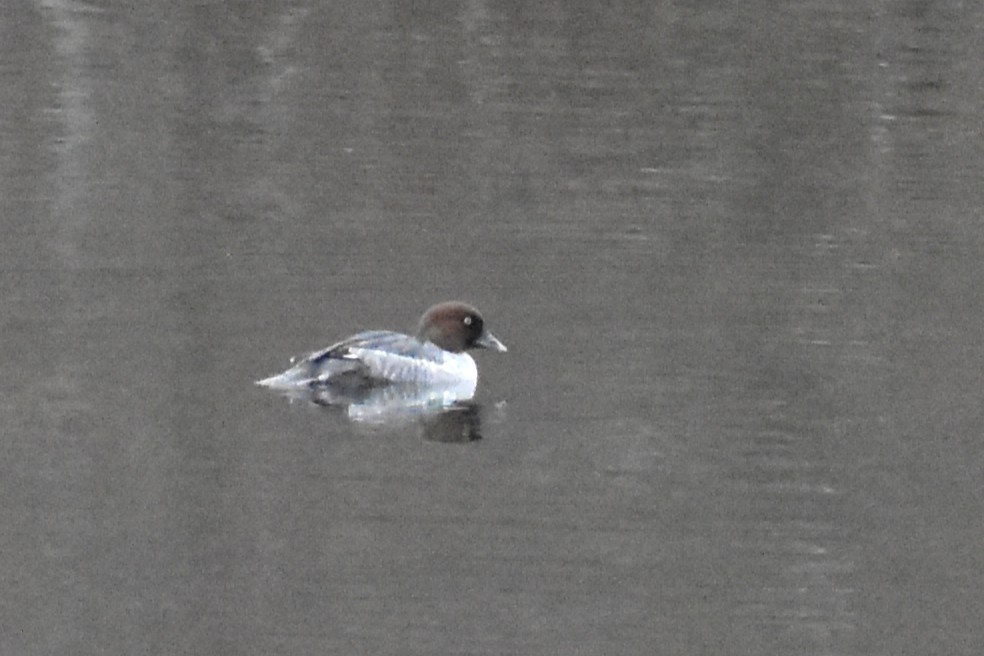 Common Goldeneye - ML646451133