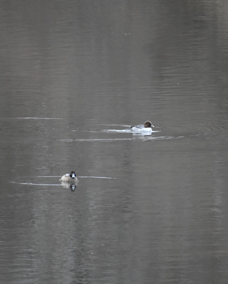 Common Goldeneye - ML646451134