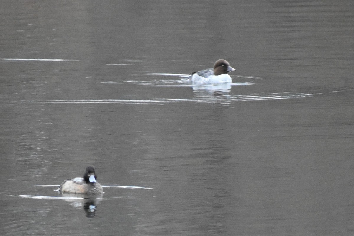 Common Goldeneye - ML646451135