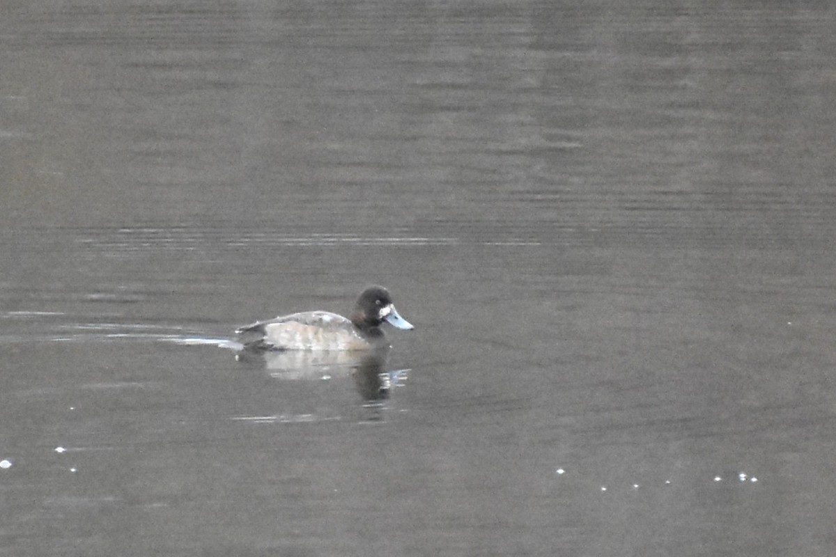 Lesser Scaup - ML646451138