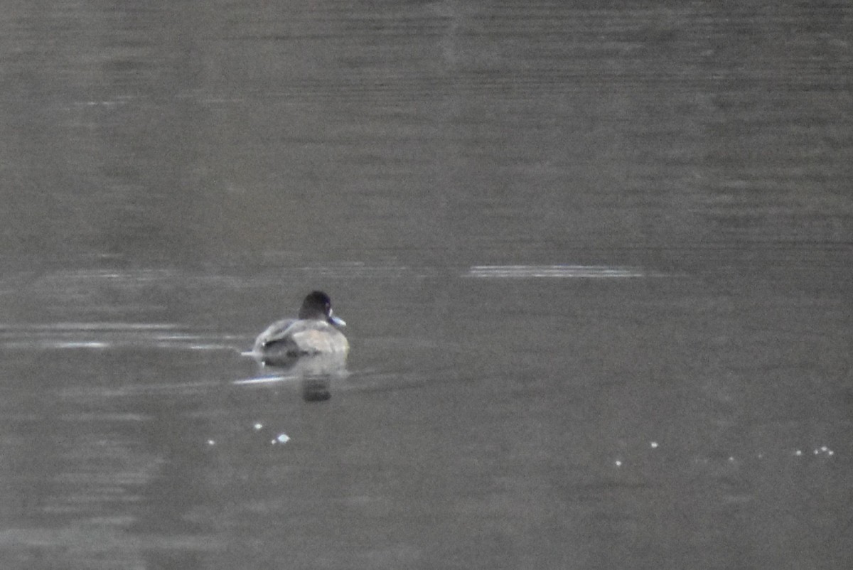 Lesser Scaup - ML646451139
