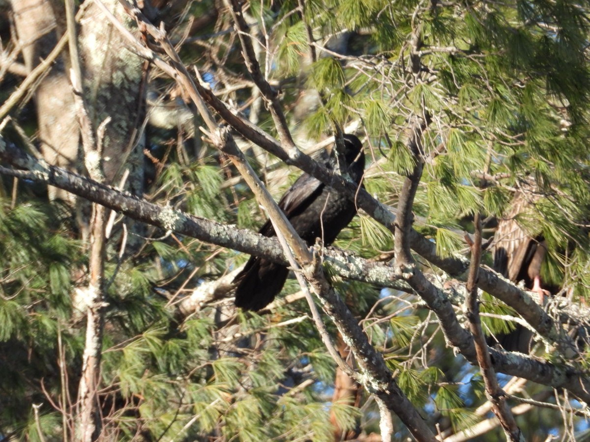 ワタリガラス - ML646451140