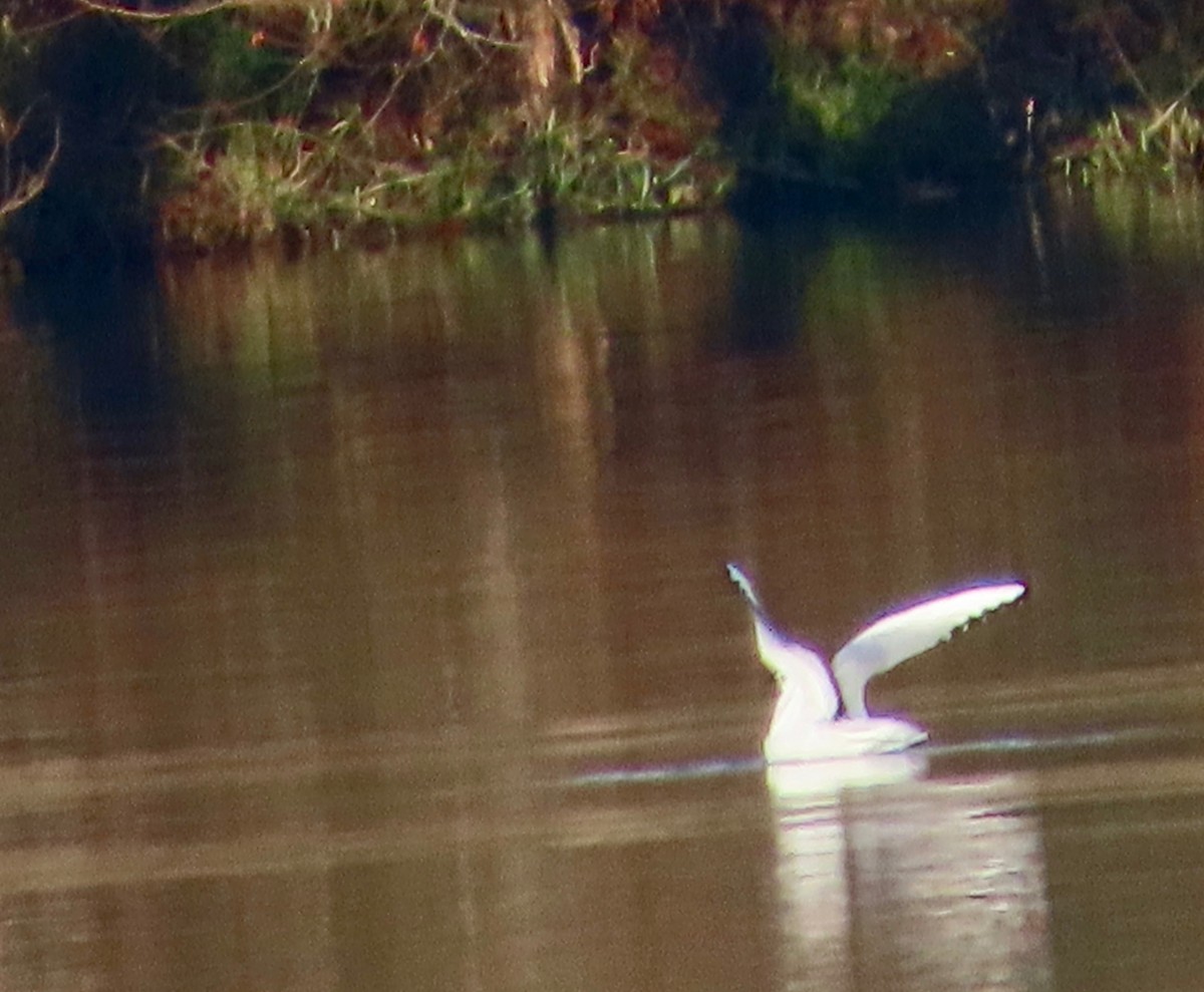 שחף עקוד-מקור - ML646451143