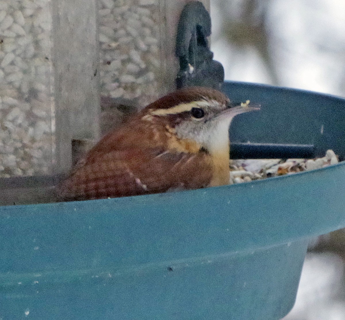 チャバラマユミソサザイ - ML646451144