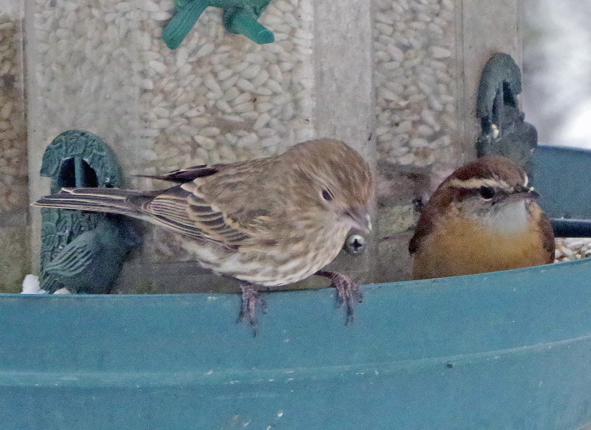 チャバラマユミソサザイ - ML646451145