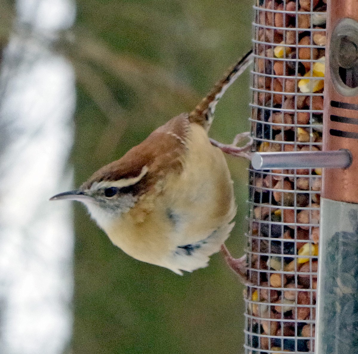 チャバラマユミソサザイ - ML646451146