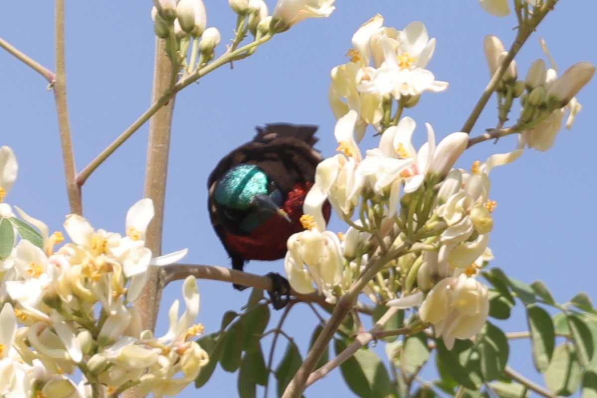 strdimil senegalský - ML646451148