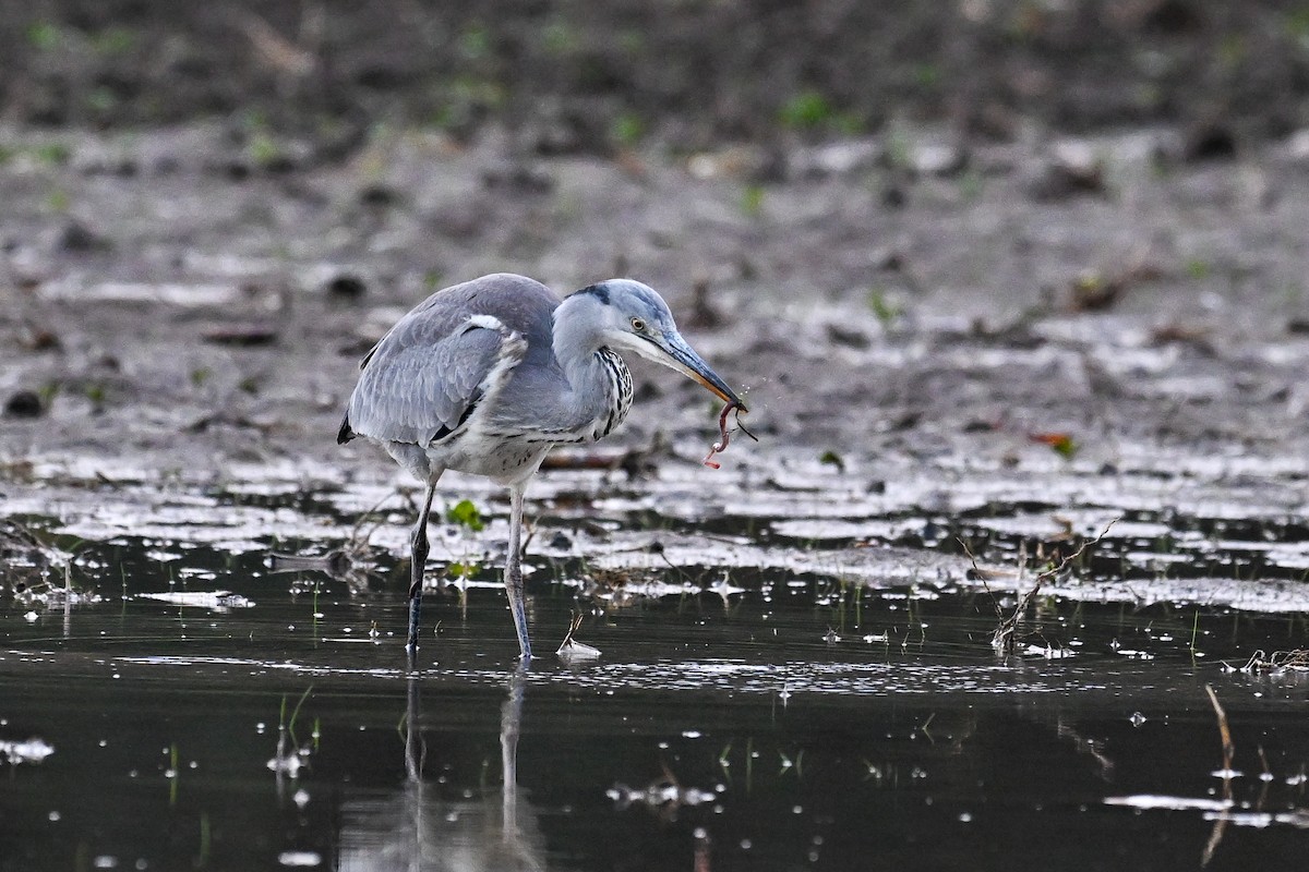 Gray Heron - ML646451152
