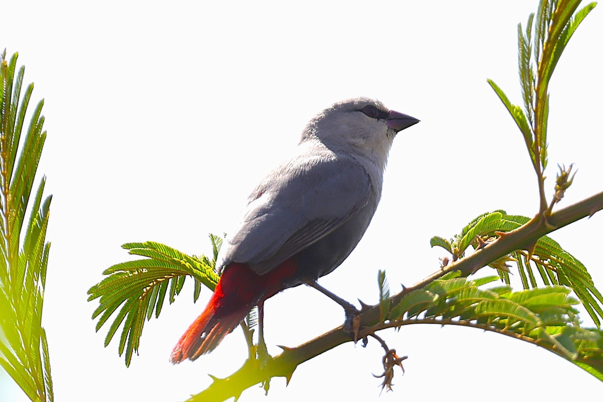 modroušek rudoocasý - ML646451153