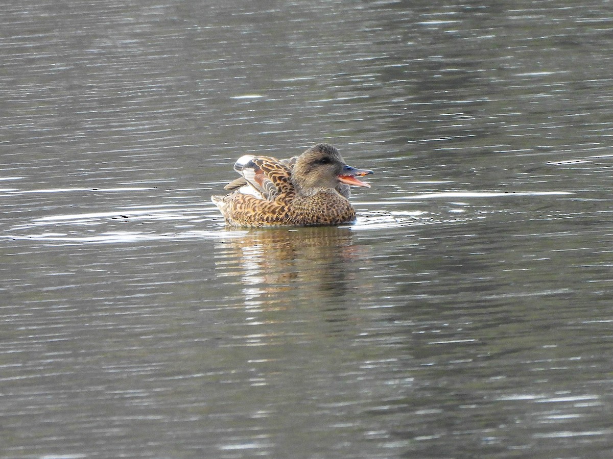 Gadwall - ML646451156