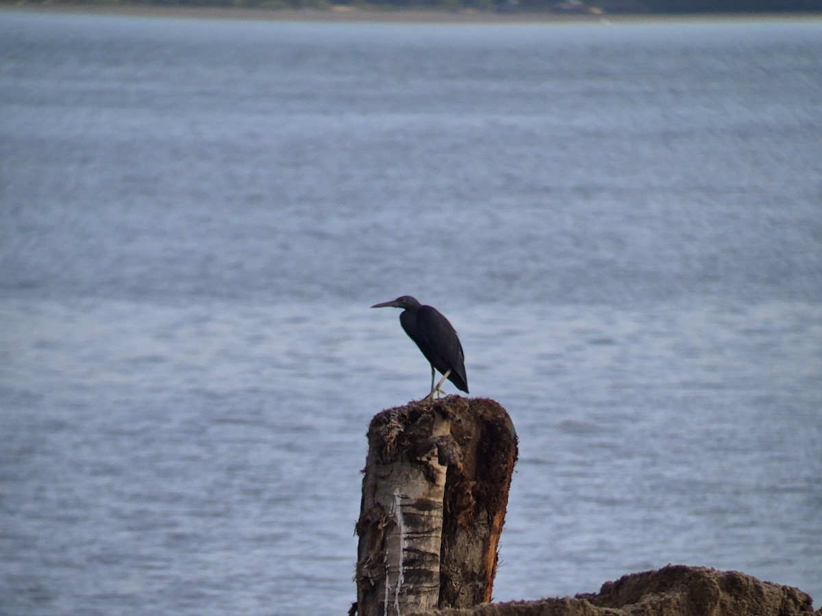 Pacific Reef-Heron - ML646451162
