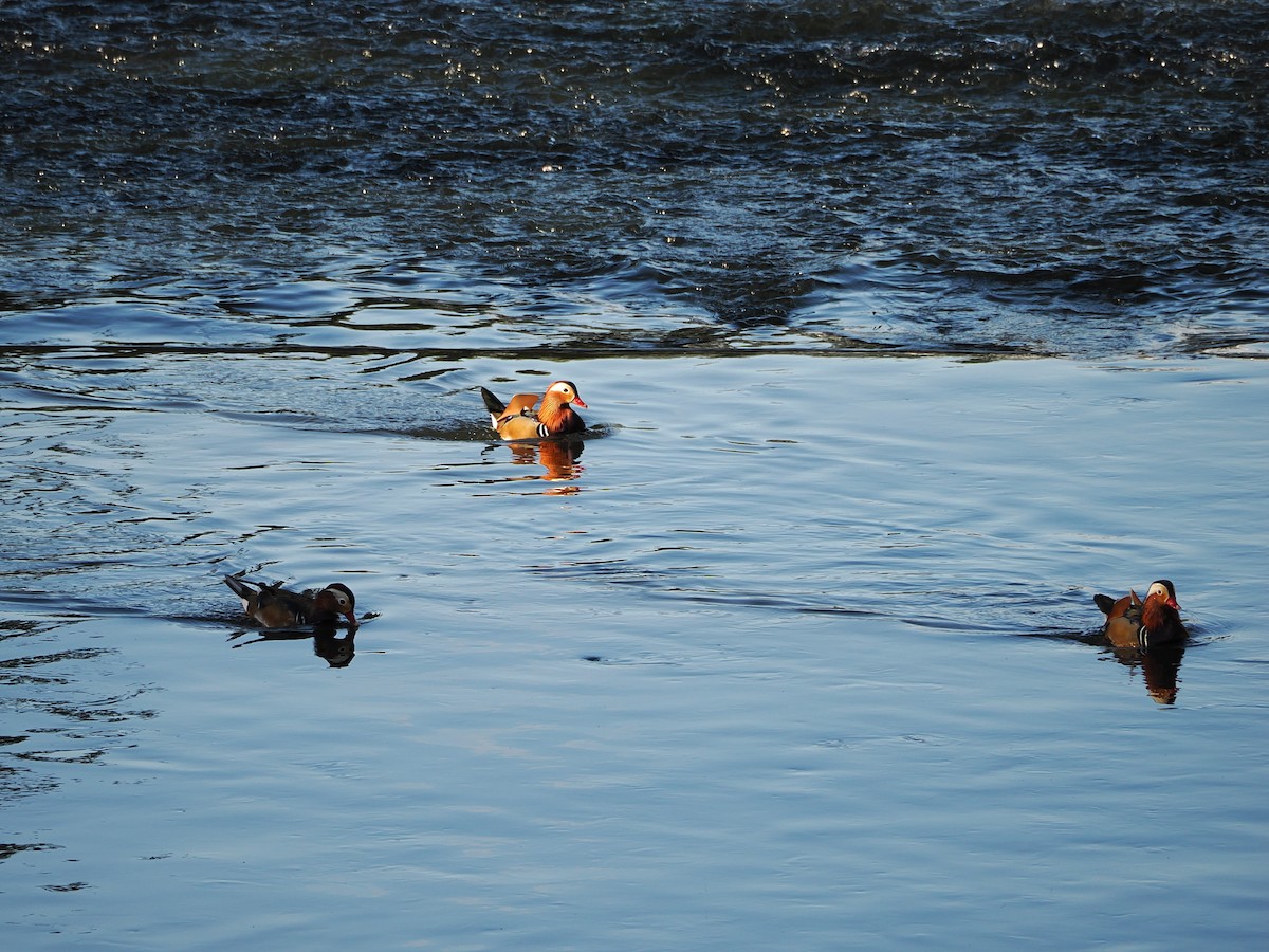 kachnička mandarínská - ML646451163