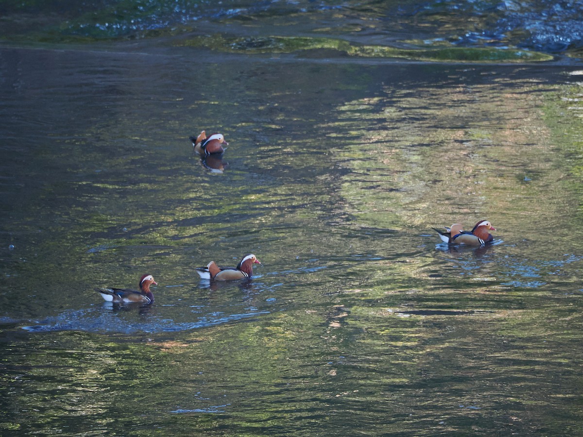 kachnička mandarínská - ML646451164