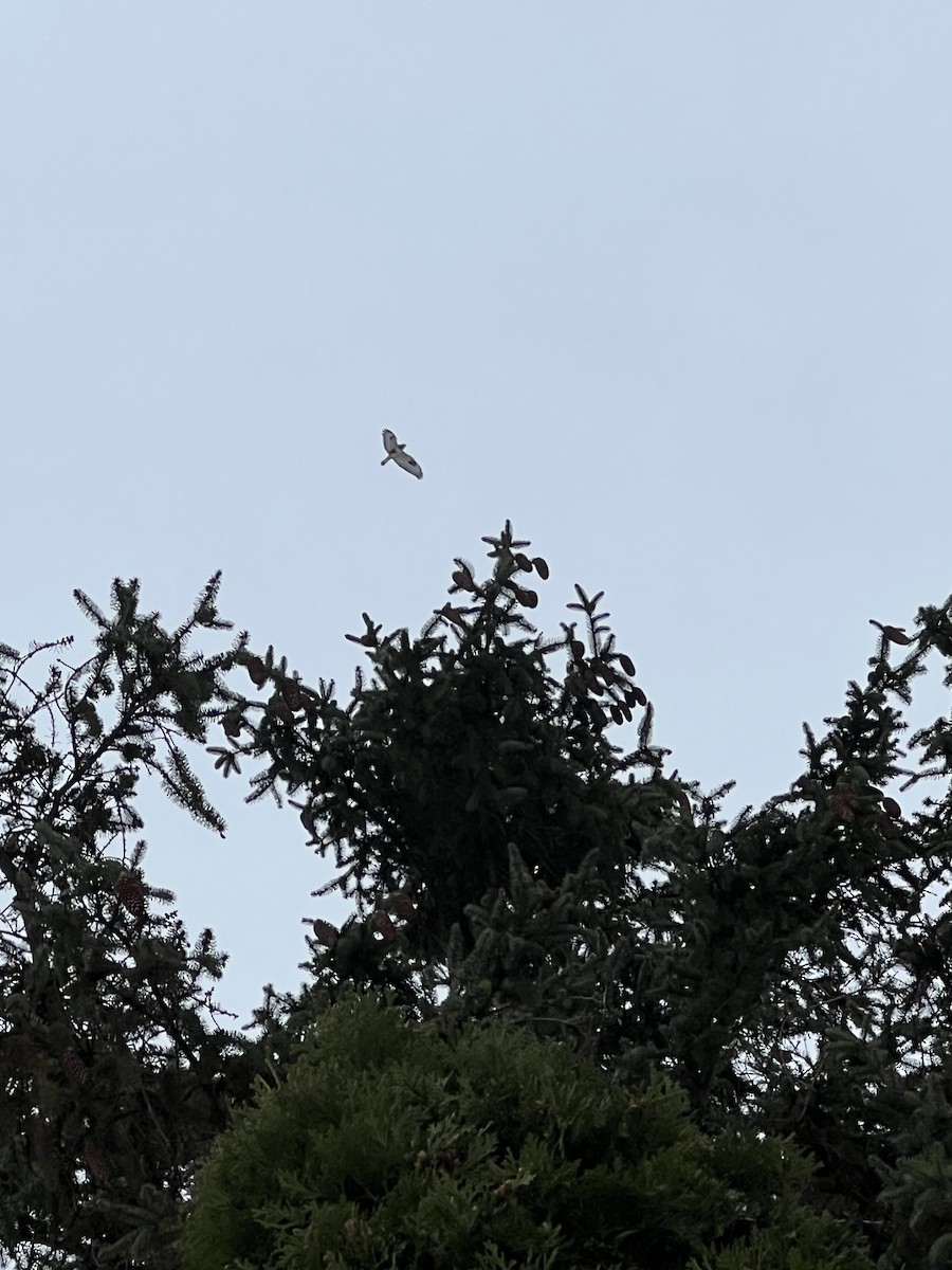 Rough-legged Hawk - ML646451170