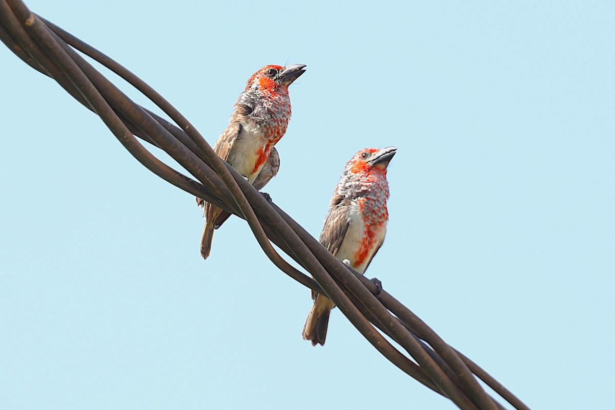 vousáček křivčí - ML646451171