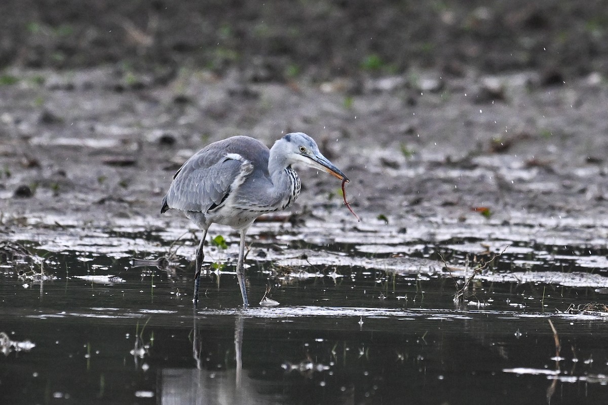 Gray Heron - ML646451172