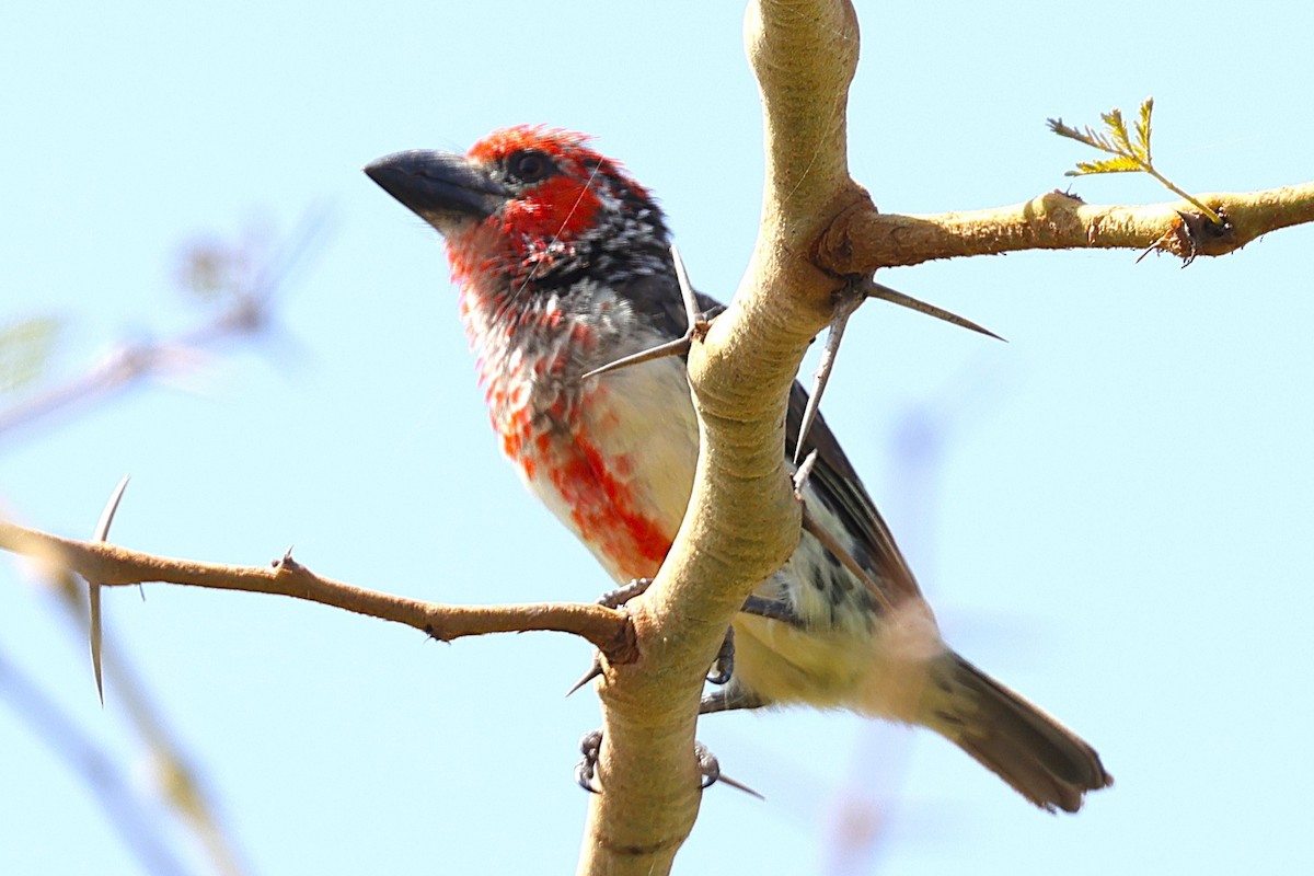 vousáček křivčí - ML646451173