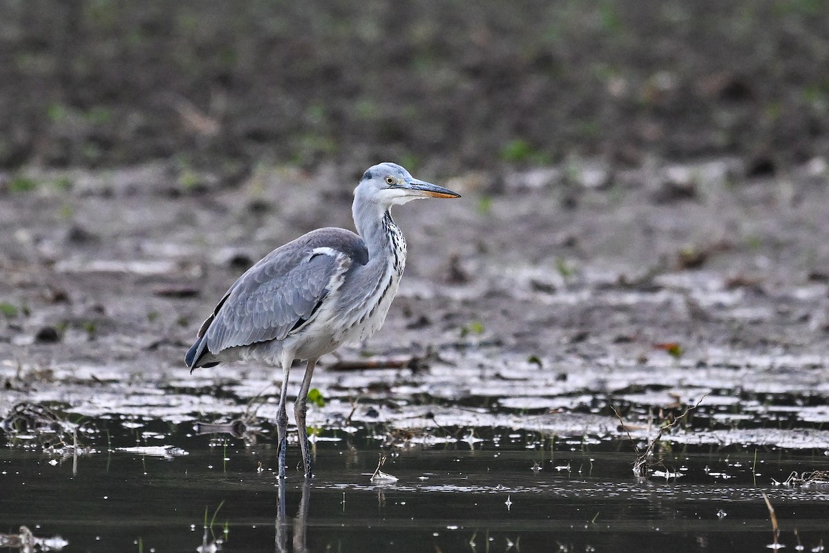 Gray Heron - ML646451176