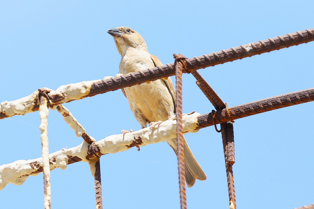 vrabec šedohlavý - ML646451177