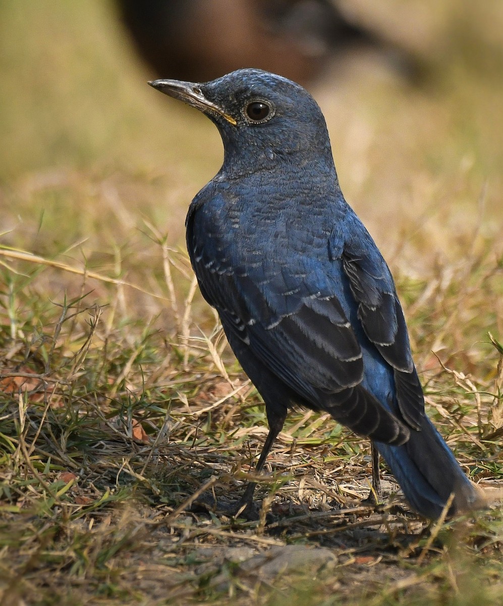 skalník modrý - ML646451181