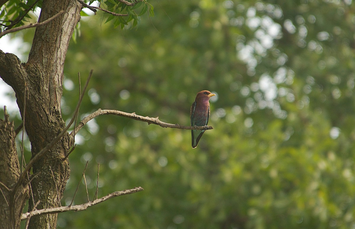 šírozobec skořicový - ML646451186
