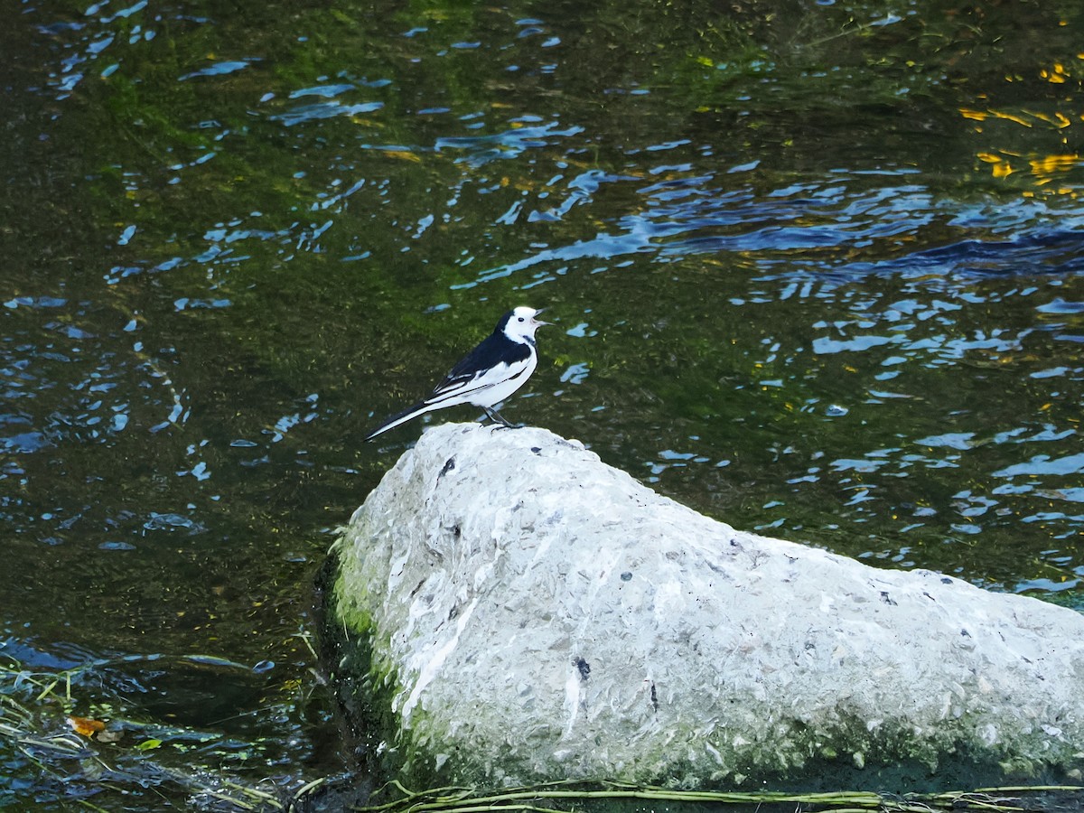 נחליאלי לבן - ML646451187