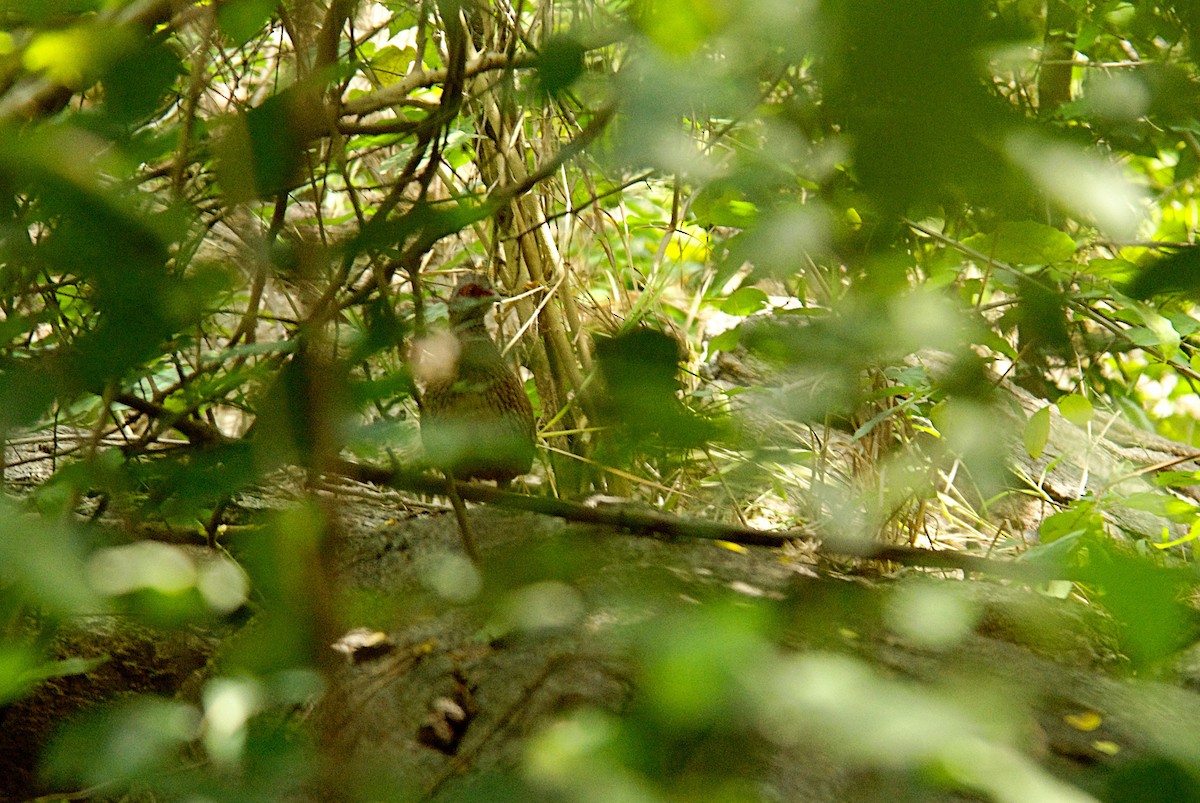 křepel skalní - ML646451188