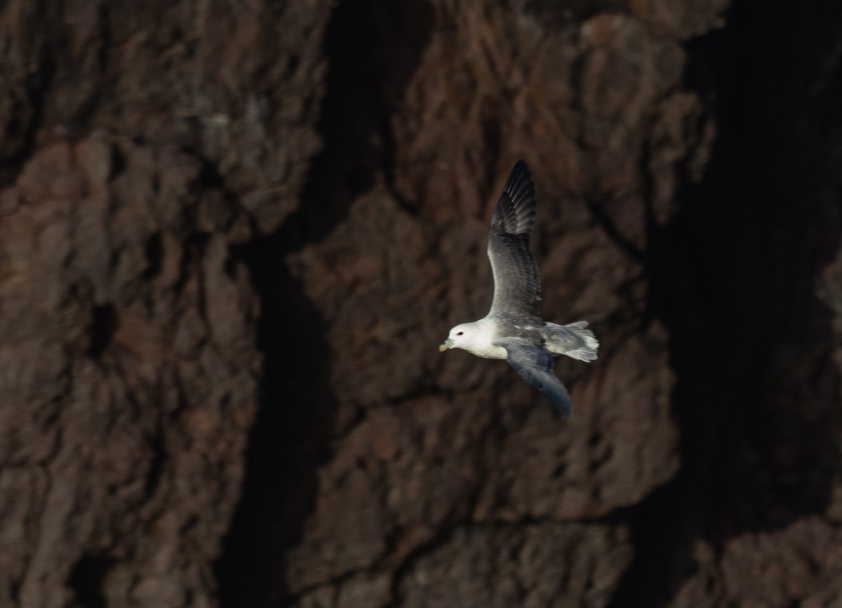 buřňák lední - ML646451189