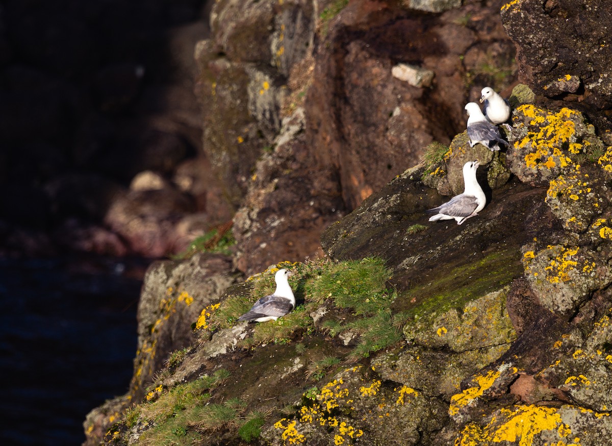 buřňák lední - ML646451190