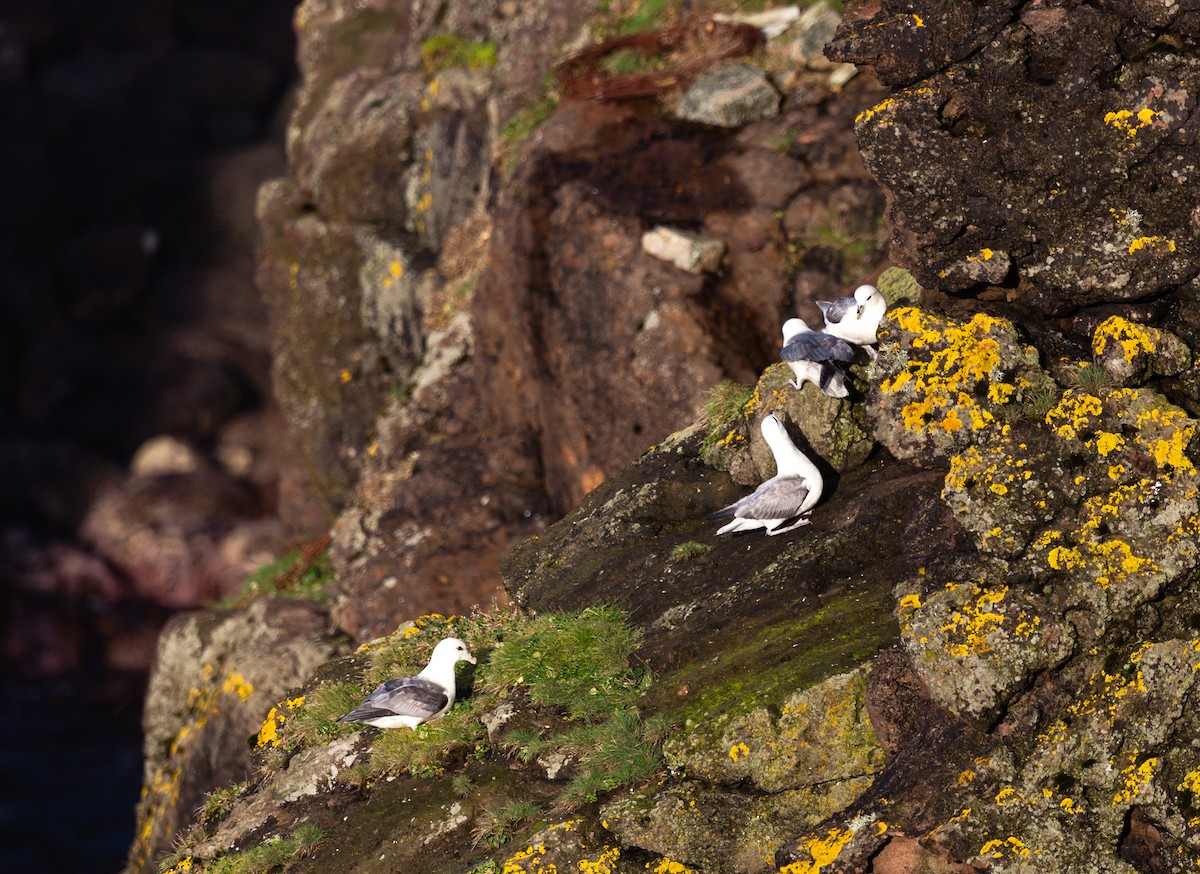 buřňák lední - ML646451191