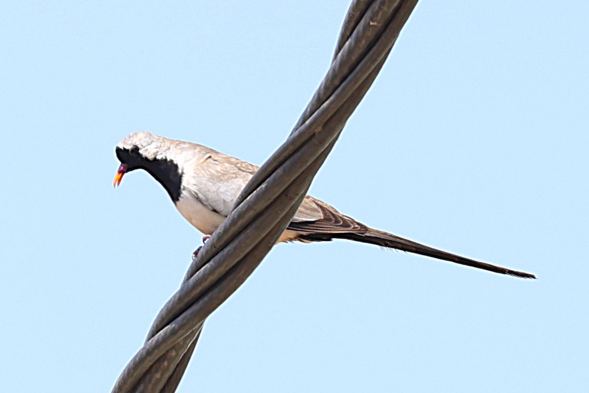 hrdlička kapská - ML646451192