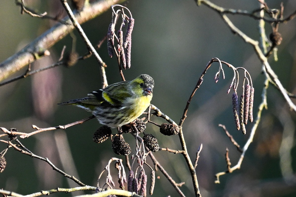Eurasian Siskin - ML646451194