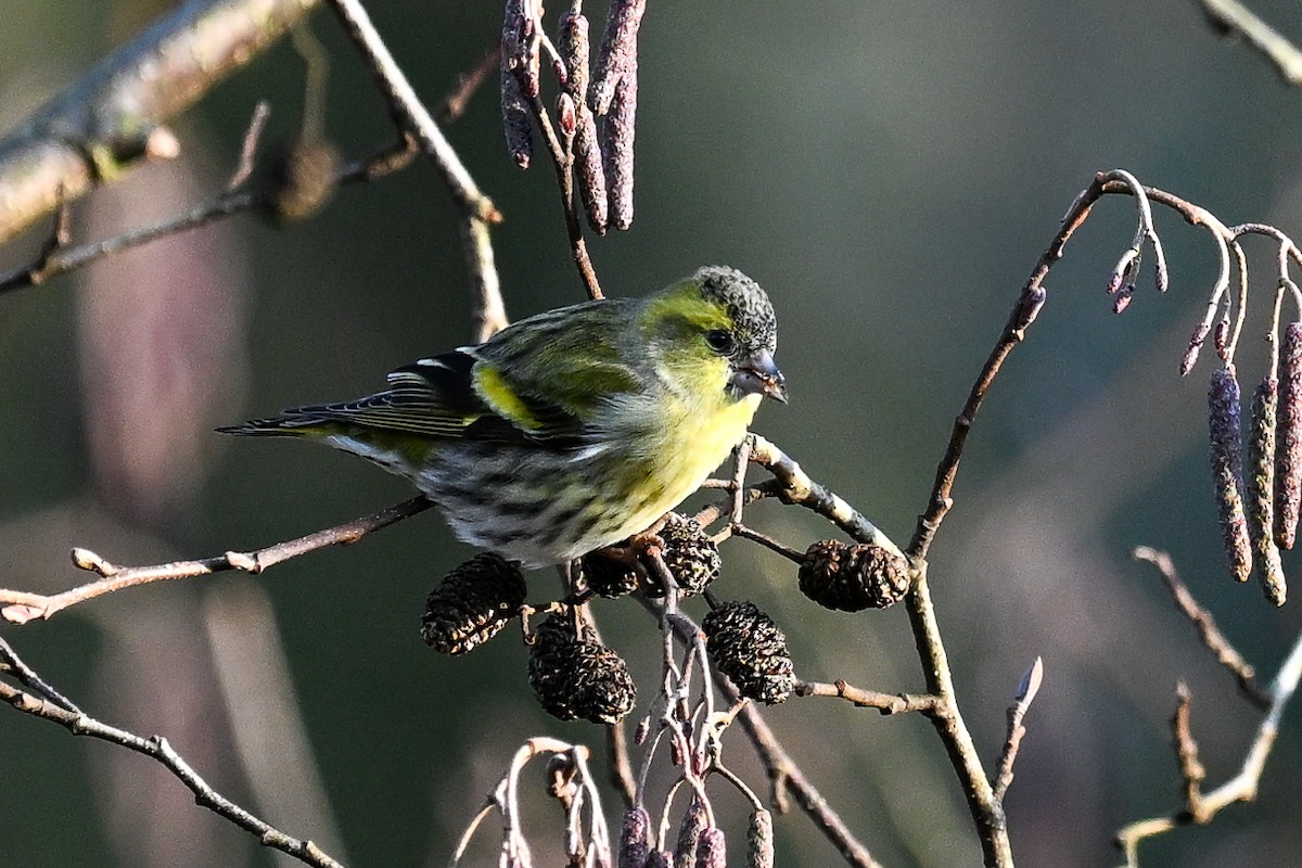 Eurasian Siskin - ML646451195