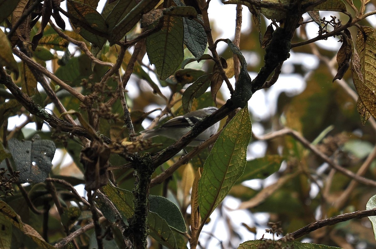 White-banded Tyrannulet - ML646451196