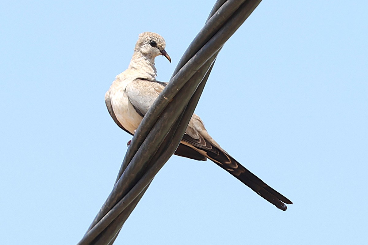 hrdlička kapská - ML646451201