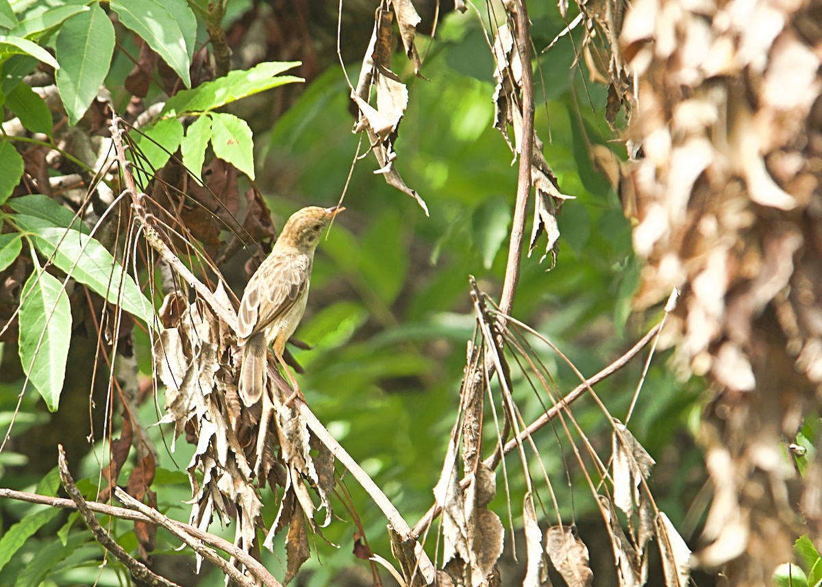 Croaking Cisticola - ML646451203