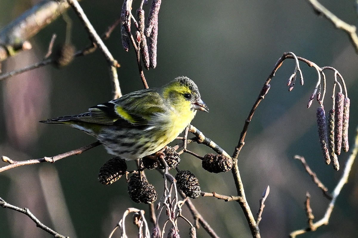 Eurasian Siskin - ML646451204