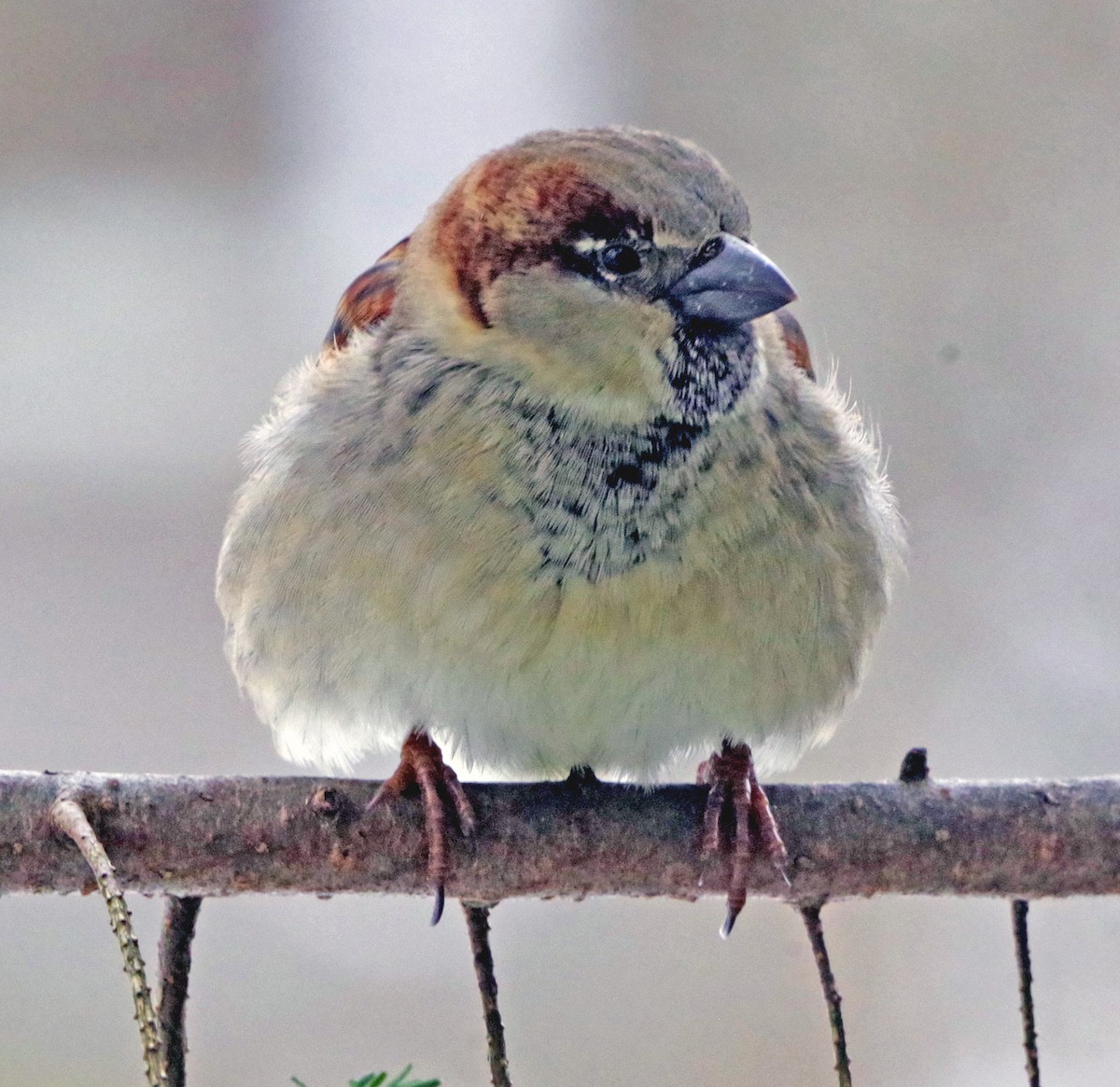 vrabec domácí - ML646451205