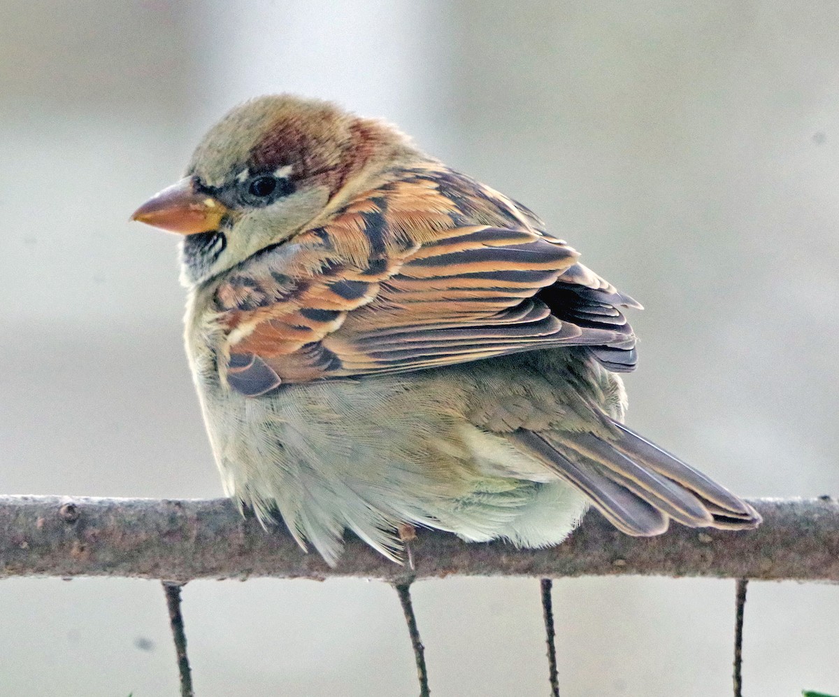 vrabec domácí - ML646451206