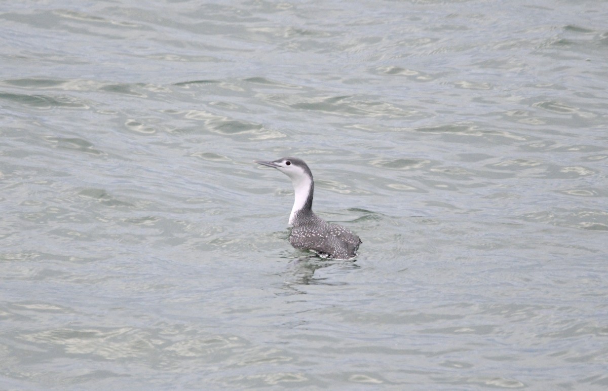 potáplice malá - ML646451207