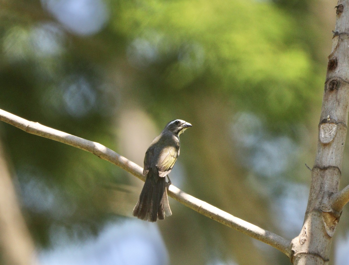 Green-winged Saltator - ML646451208