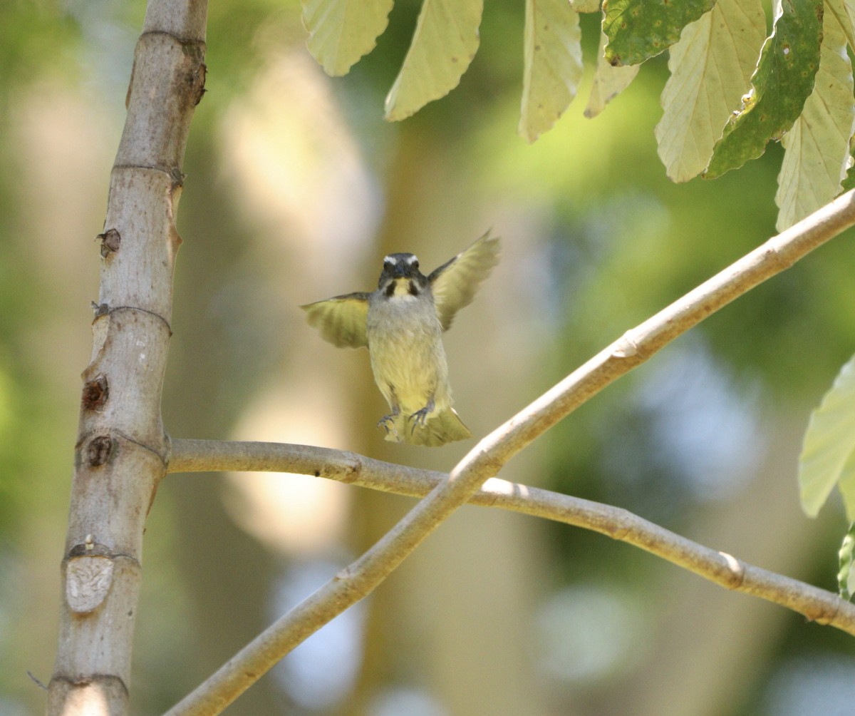 Green-winged Saltator - ML646451209